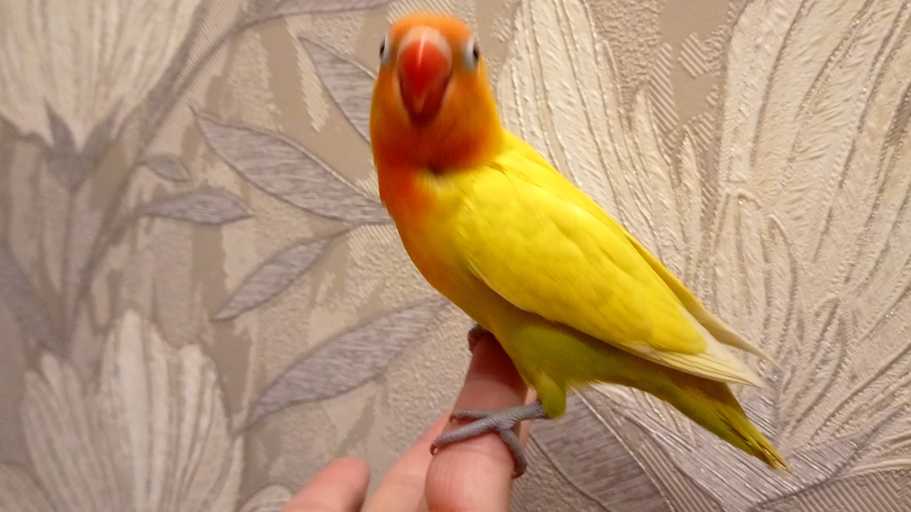 22-12-2024 Как сильно вы любите неразлучников 🦜❤