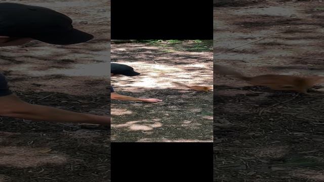 Комитетский лес белочка