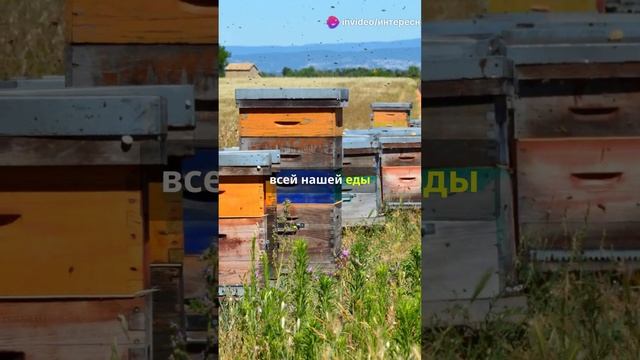 Удивительные факты о пчелах