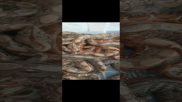 VID_20240527_115036.mp4