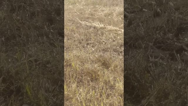 scene_output.mp4