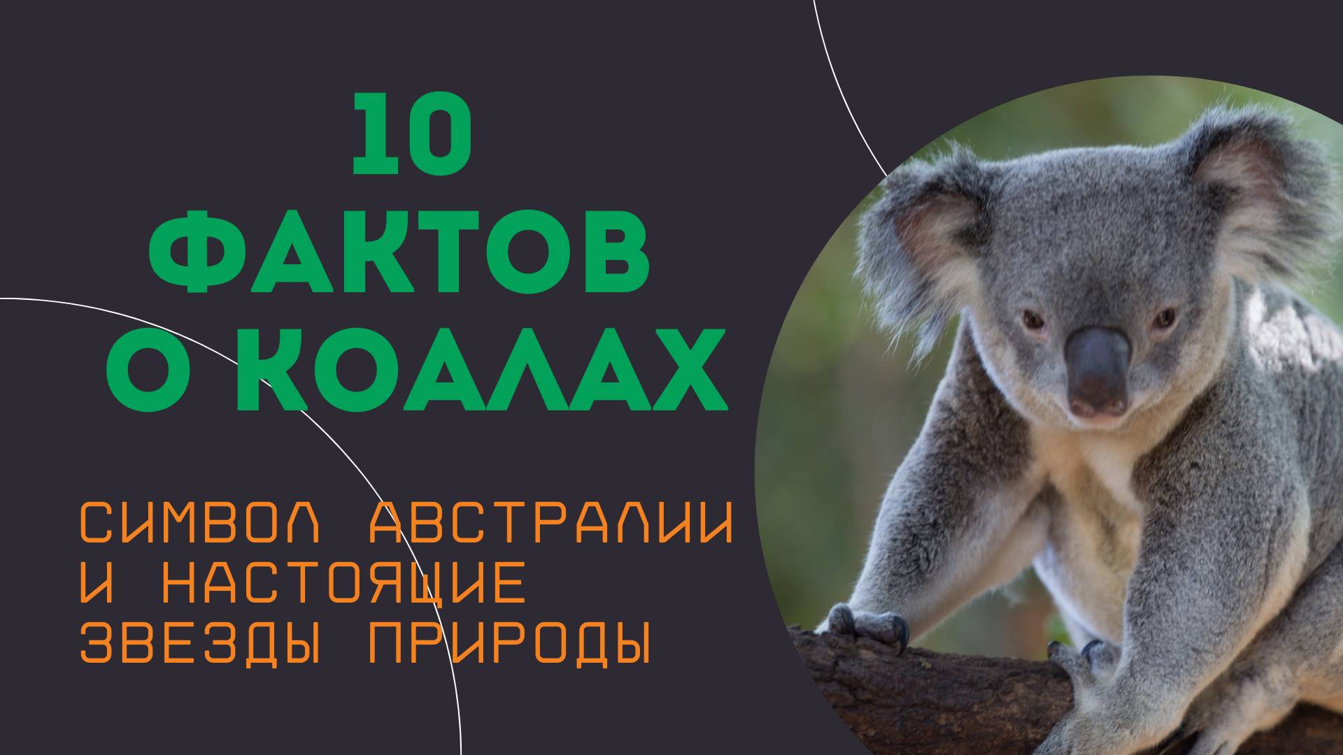 10 удивительных фактов о коалах / Милые, но удивительные!