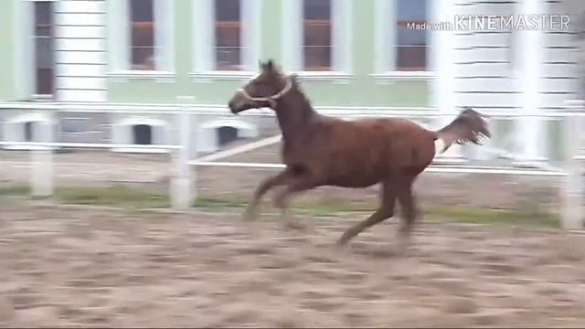 Stallion Wiswud, 2018, Hann