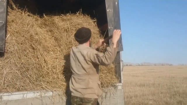 Заготовка соломы для свиней. Золотая осень в Потеряевке.