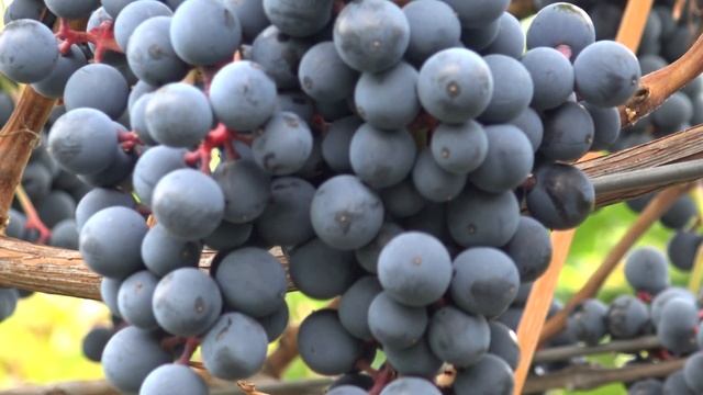 Виноград Тонус