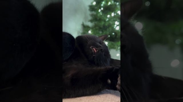 Мои планы на новогодние праздники 😆
