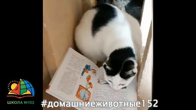 "Читающие" домашние животные 3 б класса  МАОУ СШ 152