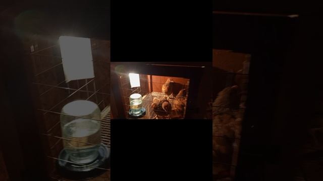 Ротация цыплят 🐤. Управа на хозяйстве.