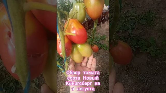 Обзор томата сорта Новый Кëнигсберг за лето. 9августа. #огород #дача #помидоры