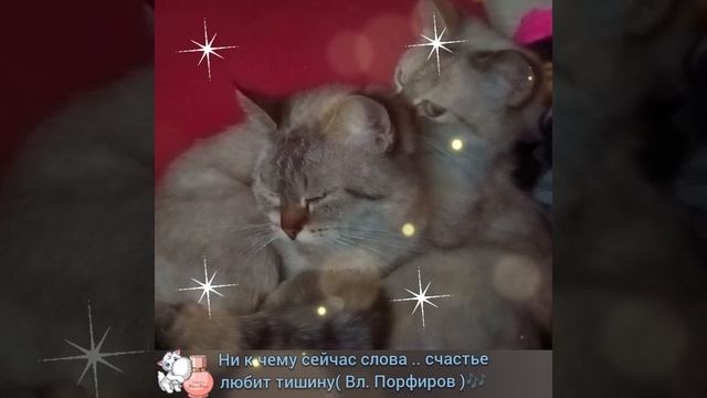 СЧАСТЬЕ ЛЮБИТ ТИШИНУ 🎶