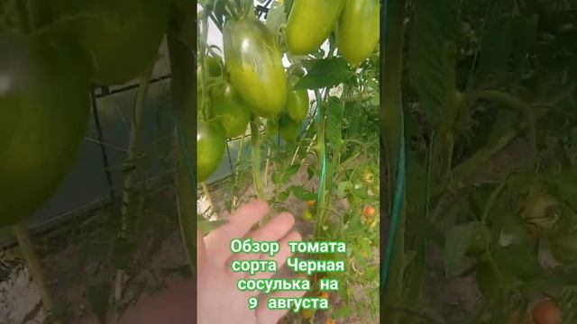 Обзор томата сорта Чёрная сосулька за лето. 9 #огород #дача #помидоры августа.