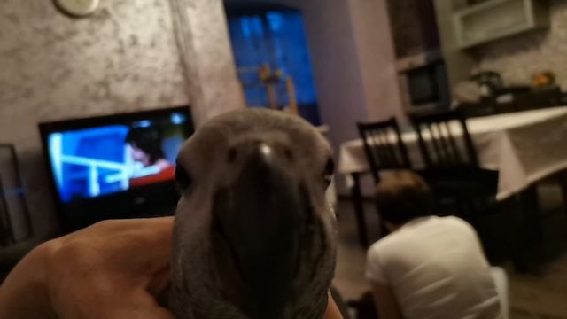 Жако Лорик