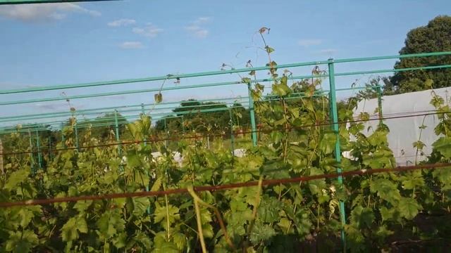 Виноград. 2е июля. ,Чеканим