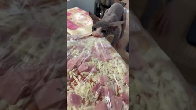 Любопытный Кот на кухне 😺