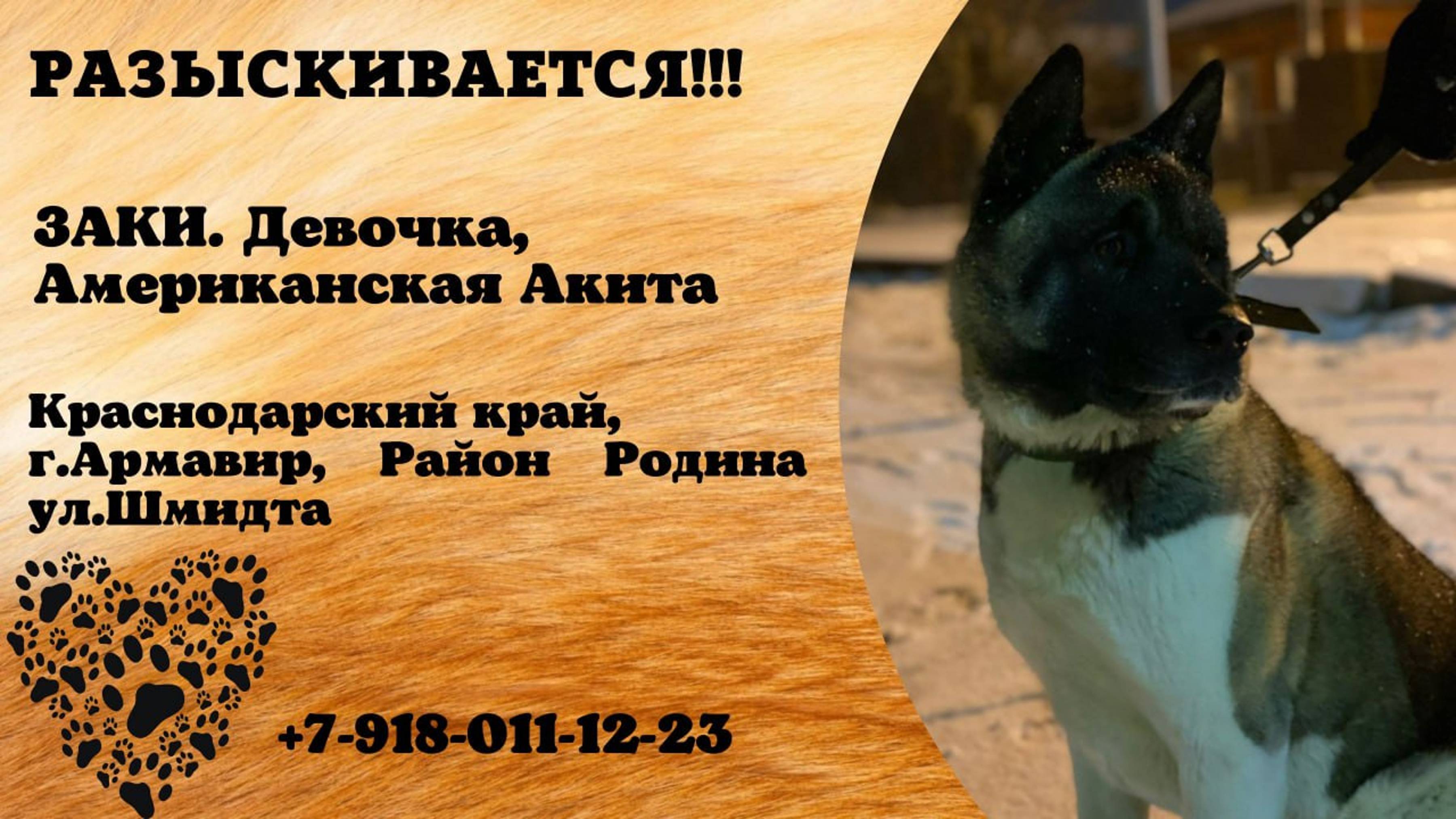 Пропала собака! ЗАКИ. Американская акита. Краснодарский край, г. Армавир