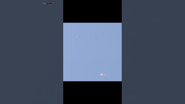 тренировки голубей продолжаются