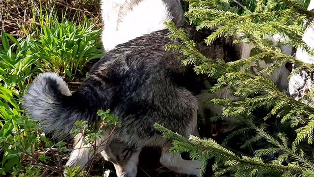 собаки нашли рог