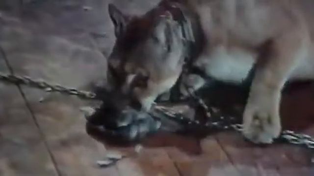Fist Of Fury 2 - Scene cut by the BBFC - Miyamoto feeds a bird to a wildcat