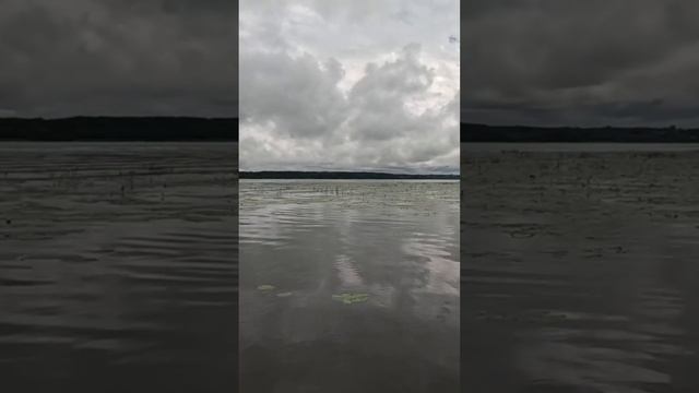 Кто чавкает в кувшинках?