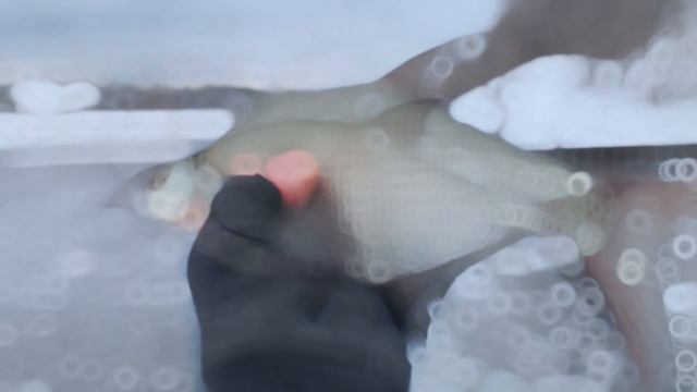 Курьяновский сброс. Февральский бонус