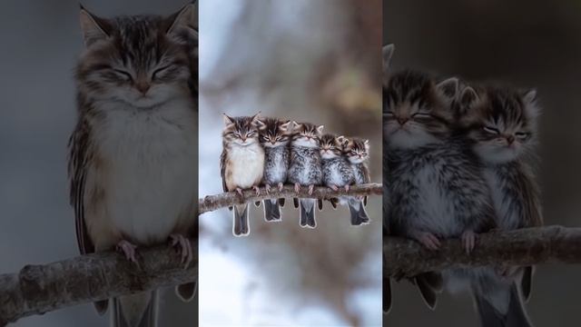 Вашему вниманию — котобушки😍