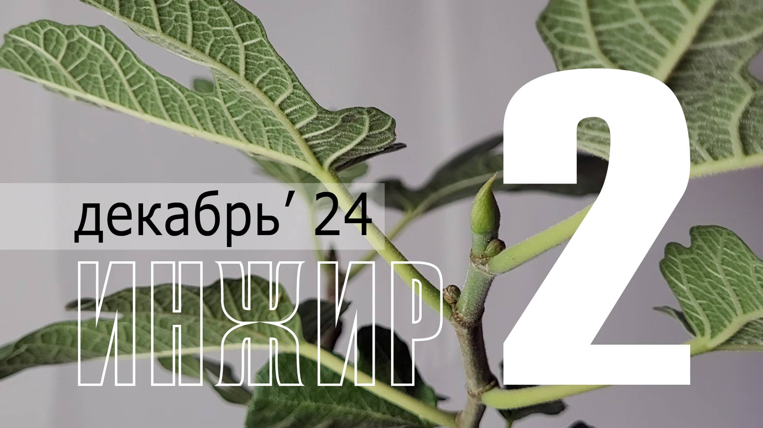 Инжир плодоносящий. Часть 2 | Декабрь 2024