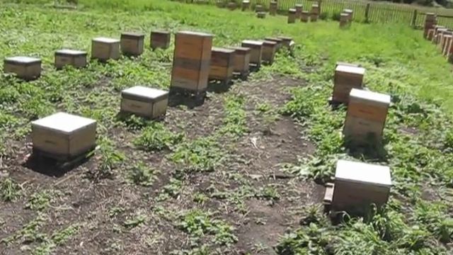 Один миг на пасеке июль 2017 года