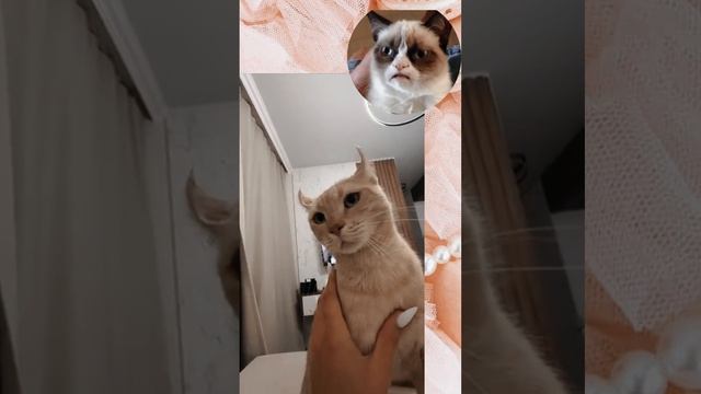 Кот рысь. А вы знакомы с этим "парнем"?)