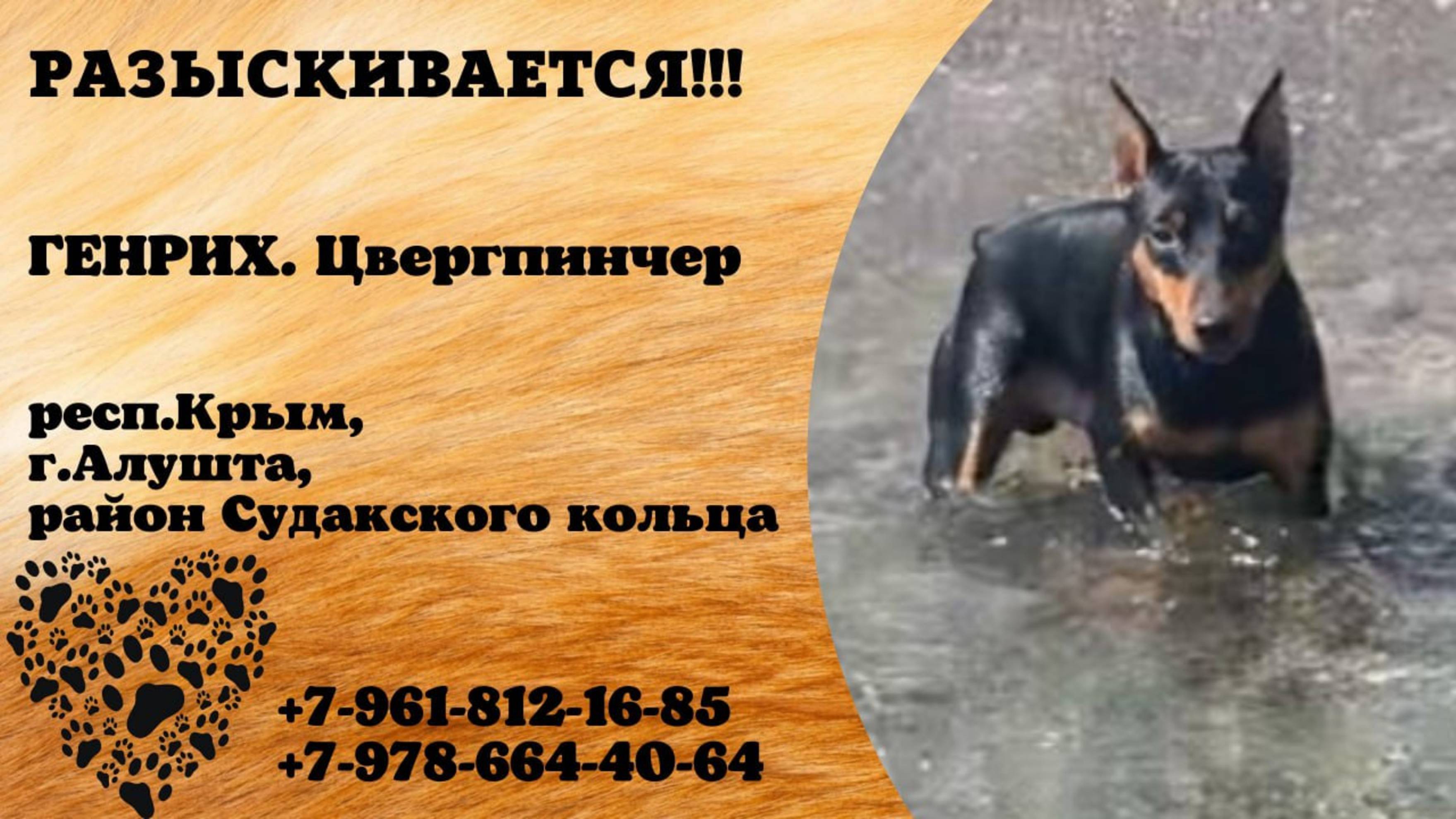 Пропала собака! Крым
Алушта, Судакское кольцо