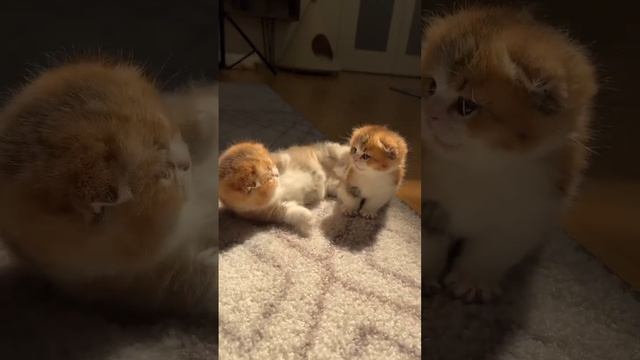 Котята #shorts