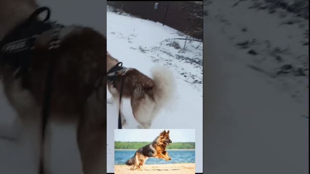 Породы собак в реальной жизни из мультика "щенячий патруль" 22.12.2024.