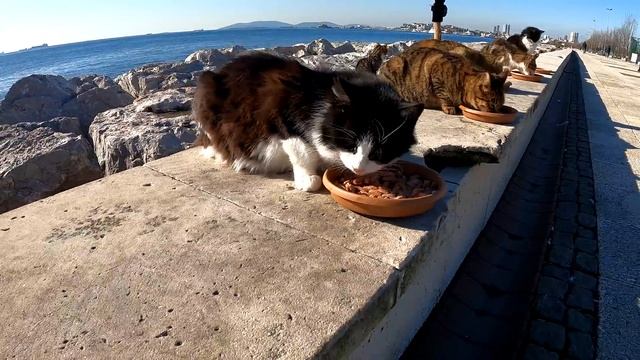 While I was feeding stray cats, I witnessed with my own eyes another cat being abandoned.