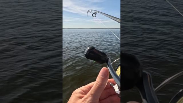 Как котлит крупный окунь!  #fishing #рыболовная