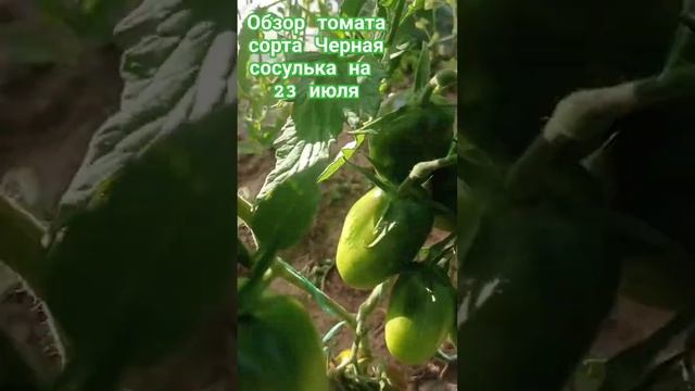 Обзор томата сорта Чёрная сосулька за лето. 23 июля. #огород #дача #помидоры