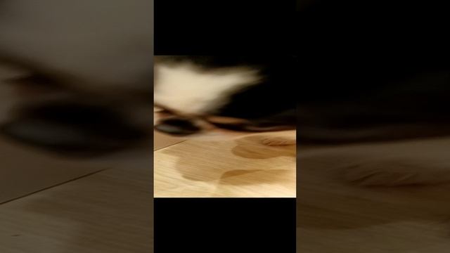 Как правильно прятать вещь? 🐶