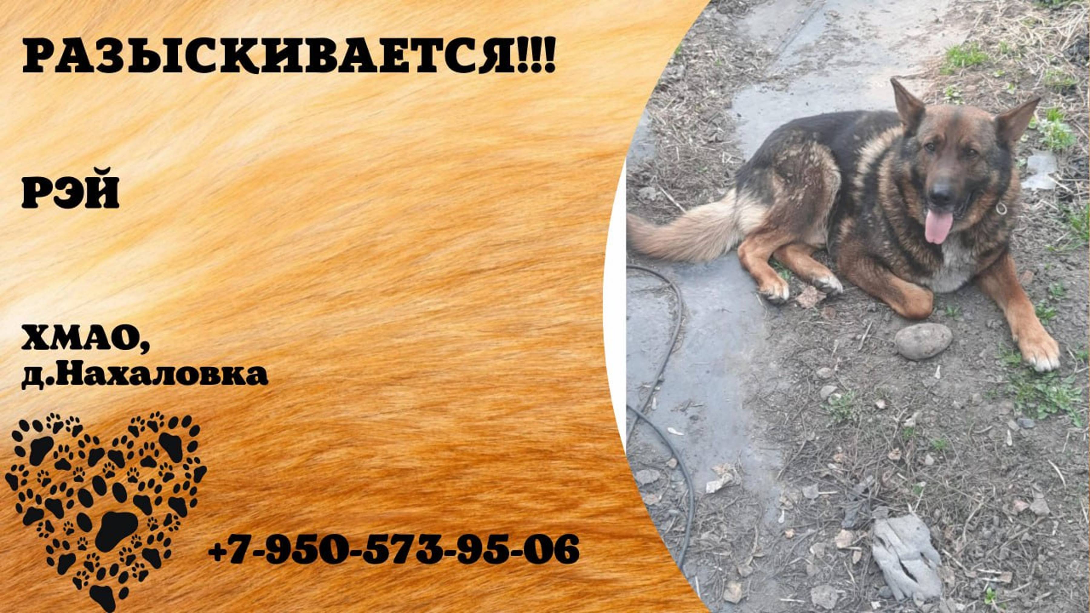 Пропала собака! РЭЙ. ХМАО, д. Нахаловка