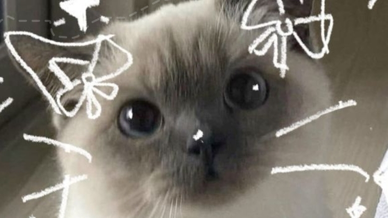 «кот»