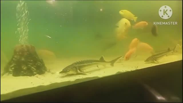 Будни Аквариумного УЗВ_Подращиваем осетр иков для пруда