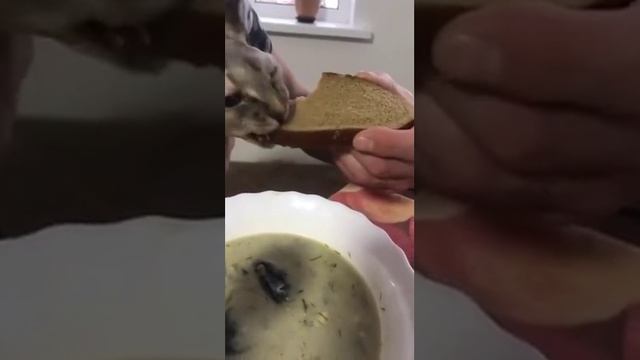 Суп с хлебом надо есть!