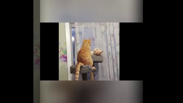Бой рыжих котов на ринге.