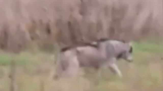 Волки держат в страхе жителей станицы Крыловской в Ленинградском округе — они загрызли овец.