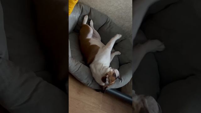 Зёв и потягушки #shorts #bulldog #englishbulldog #cute #cutedog #sleep #morning #утро #бульдог #dog