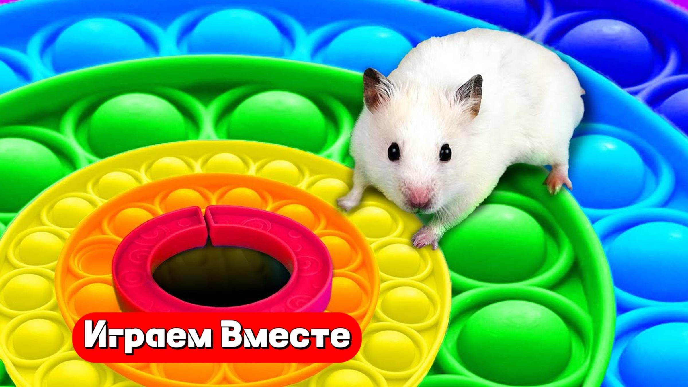 Хомяк выбирается из сложного лабиринта с ловушками 🐹🐹🐹 ТРАНСЛЯЦИЯ для детей !
