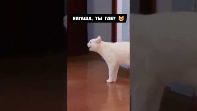 Котейка - превосходный актер 🤩