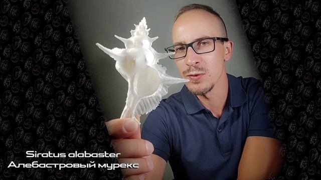 Удивительная ракушка - Алебастровый Мурекс