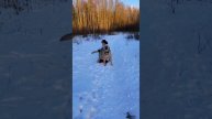 Все любят массаж и Боцман не исключение! #ногинскийприют_боцман #боцман_нп
