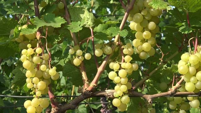 Виноград Мускат Магарача