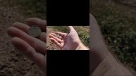 Коп монет с металлоискателем