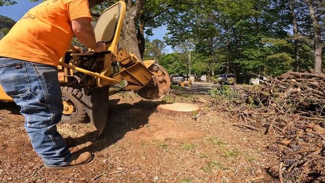 Stump Grinder Action!