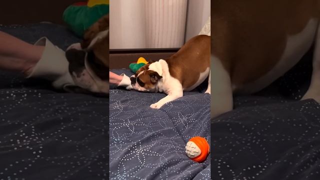 Jaws #shorts #bulldog #englishbulldog #cute #бульдог #английскийбульдог #милота #dogs #shark #собака